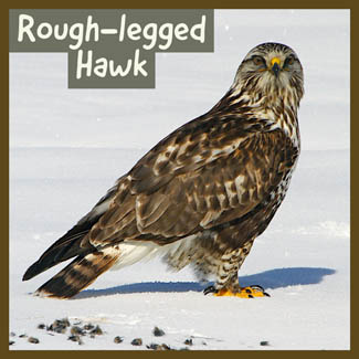 Rough-legged Hawk